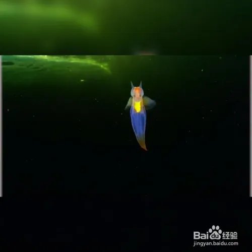 裸海蝶是什么？裸海蝶介绍