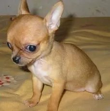 吉娃娃狗长什么样?(图片)