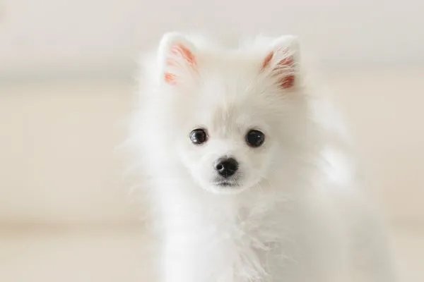 82年属什么生肖 1982年与什么生肖合作最佳