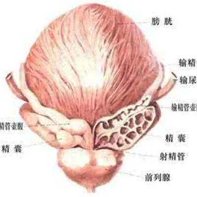 阴颈根部疼痛怎么回事?