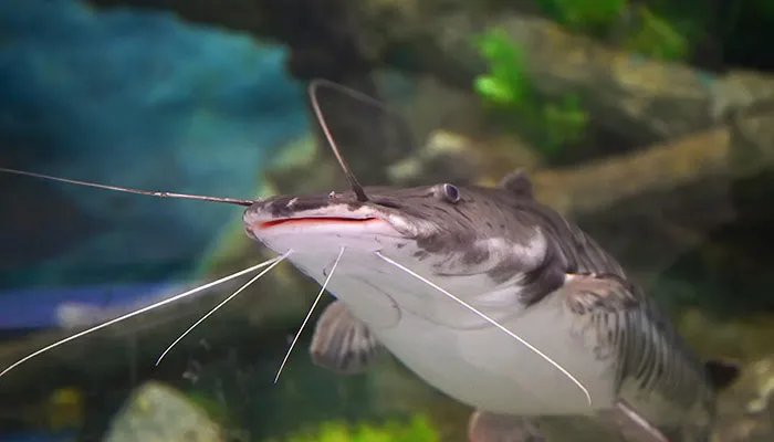 鲶鱼吃什么 鲶鱼吃什么食物