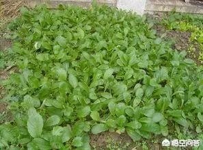 立秋后，上午种萝卜好还是下午种萝卜好？为什么？