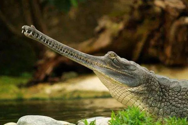 世界上十种最大鳄鱼:第一名体重超过4900斤也是最凶猛的鳄鱼