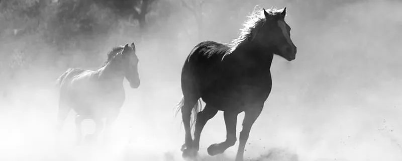 1990属马几月命苦 1990年属马的犯几月