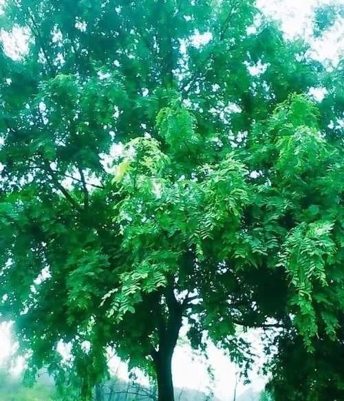 都匀毛尖茶的介绍