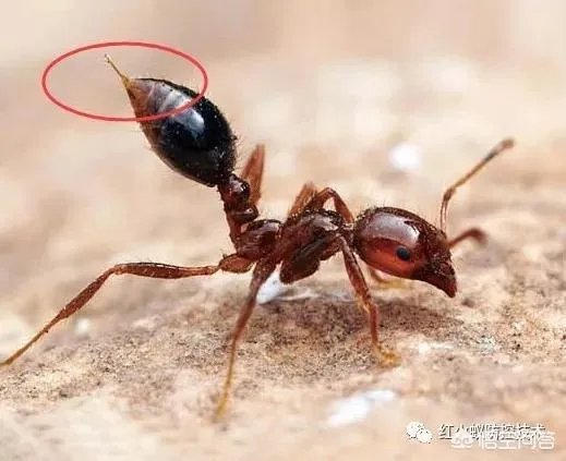 红火蚁出没赣州，政府发布紧急疫情，这是怎么回事，怎么辨别红火蚁？