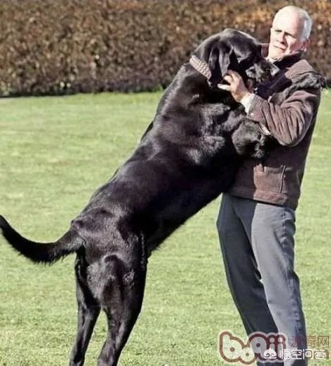 如果把狗狗自己放到陌生环境中