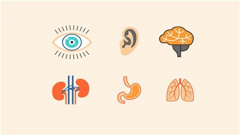 枸杞的功效与作用