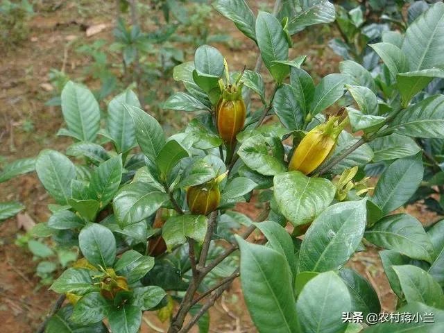 栀子和黄栀子有什么区别