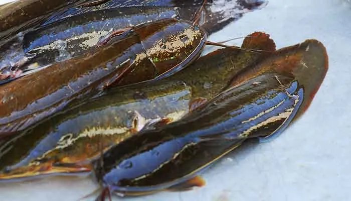 鲶鱼吃什么 鲶鱼吃什么食物