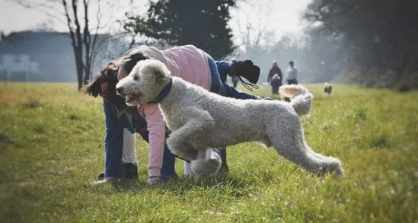 济南发布养犬通告规定什么？