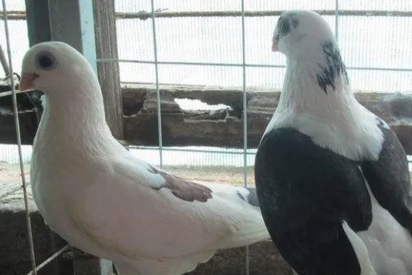 观赏鸽品种十大排行是怎样的?