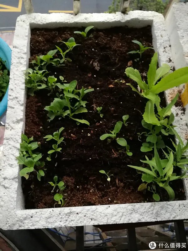 #原创新人#简简单单的阳台种菜，赶紧给自己开辟一个有机蔬菜园吧！