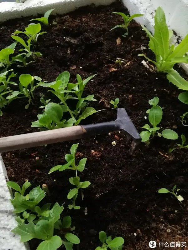 #原创新人#简简单单的阳台种菜，赶紧给自己开辟一个有机蔬菜园吧！