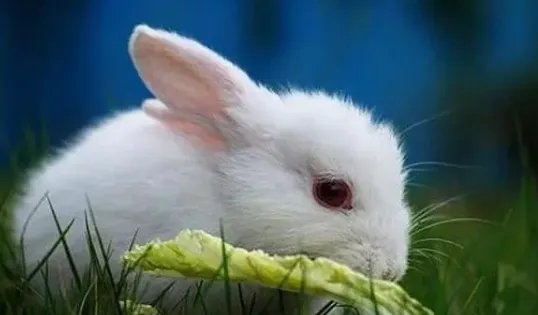 1963年属什么生肖