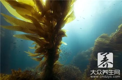 新鲜海星怎么吃？