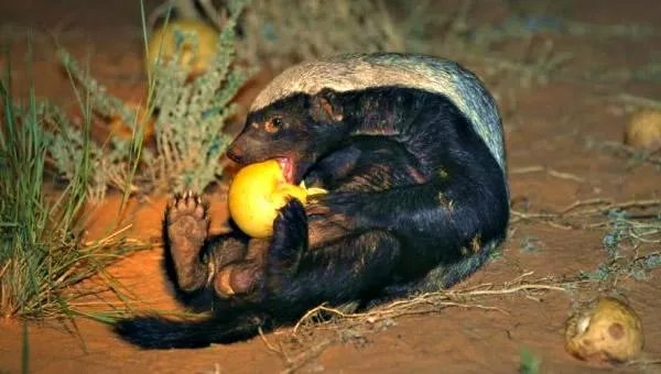 平头哥蜜獾到底有多强大？