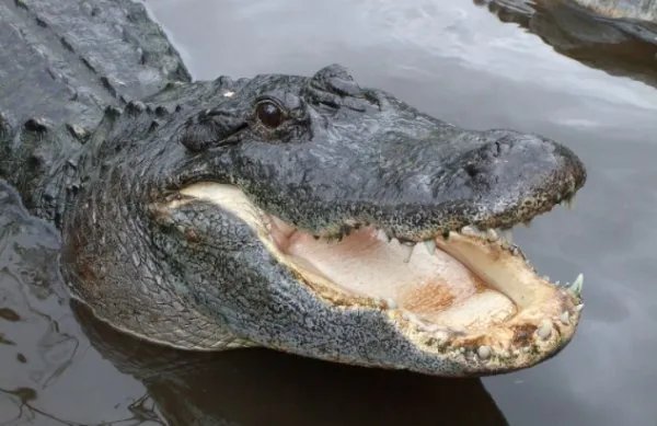 crocodile和alligator的区别是什么?