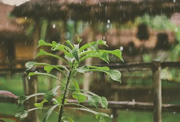 梅雨季节是什么时间