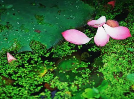 ab ac式的词语。