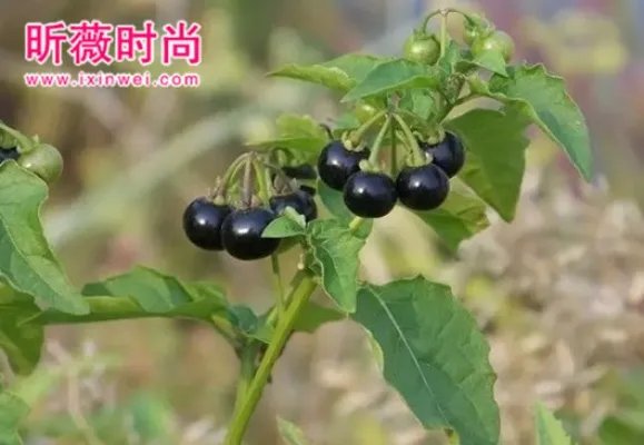 这东西有毒!99%的人都吃过