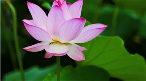 荷花象征着什么   荷花具备哪些特点