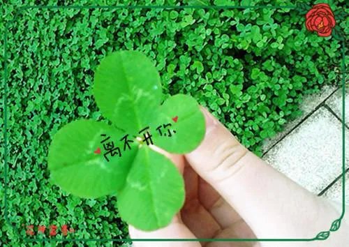 夏真钰周瑾宇小说 夏真钰周瑾宇一婚还比一婚高全文免费阅读