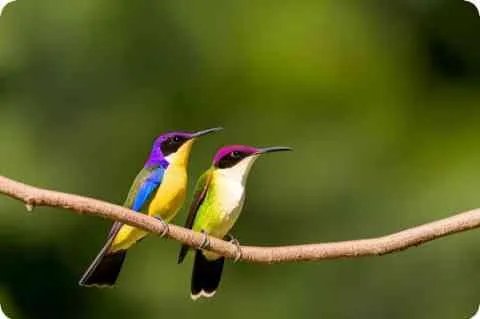 马特·勒布朗简介