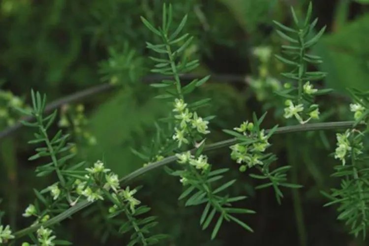 天门冬药材图片