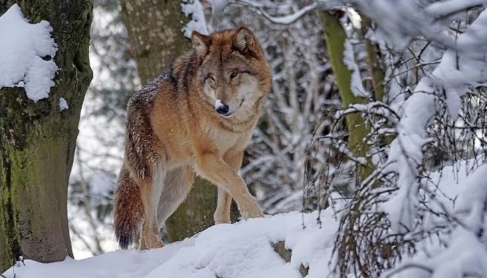 哺乳动物有哪些 哪些是哺乳动物