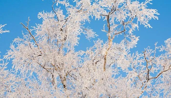 四年级下册白桦课文主要内容