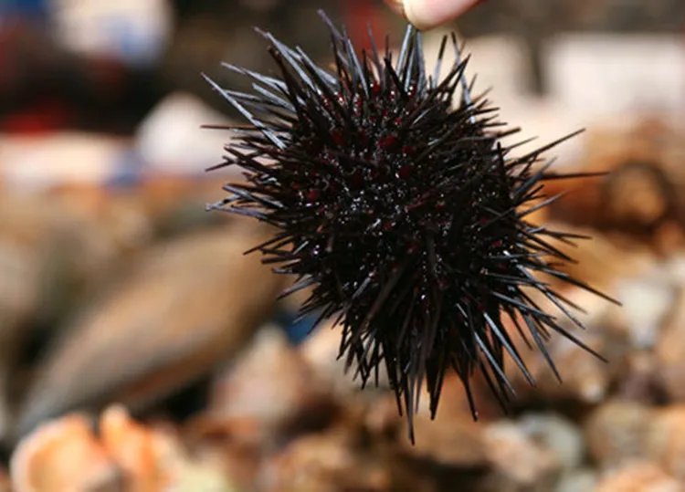 海胆的功效与作用