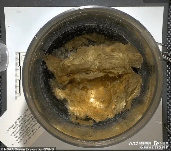 美国科学家在海底发现神秘“金蛋” 疑为未知生物所产