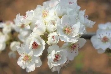 春天都有什么花开