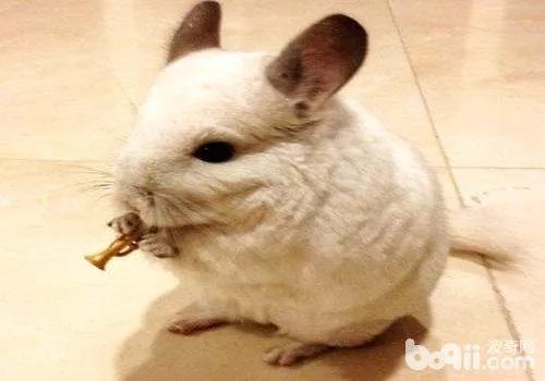 龙猫价格，龙猫多少钱一只，龙猫好养吗