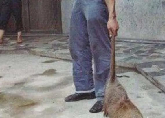 世界上最大的老鼠，体长1米体重9公斤