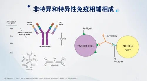 保加利亚乳杆菌OLL1073R-1:特殊时期助力健康,不惧生活挑战