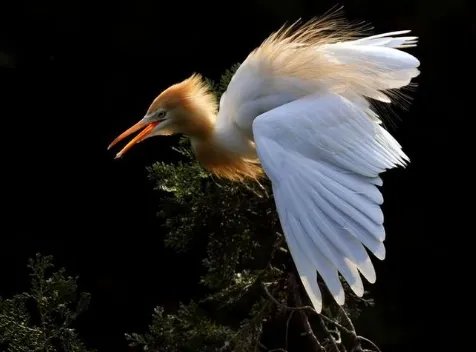 蓑毛是什么意思