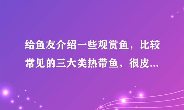 给鱼友介绍一些观赏鱼，比较常见的三大类热带鱼，很皮实易饲养