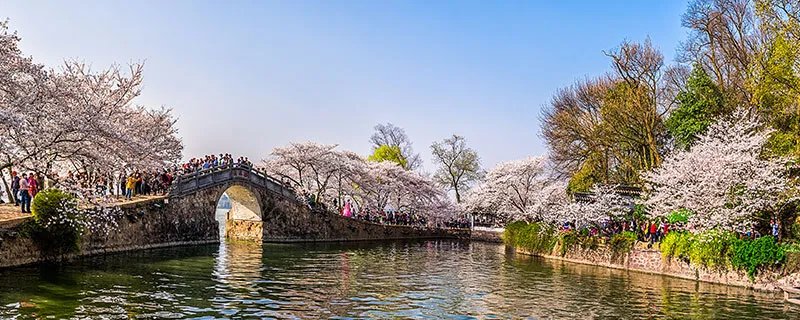 风景树有哪些 风景树包括哪些