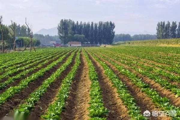 立秋后，上午种萝卜好还是下午种萝卜好？为什么？