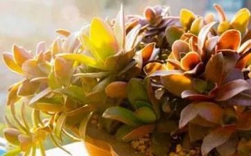 结婚查日子从哪里查 结婚看日子怎么看的