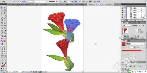 鸡冠花图片设计