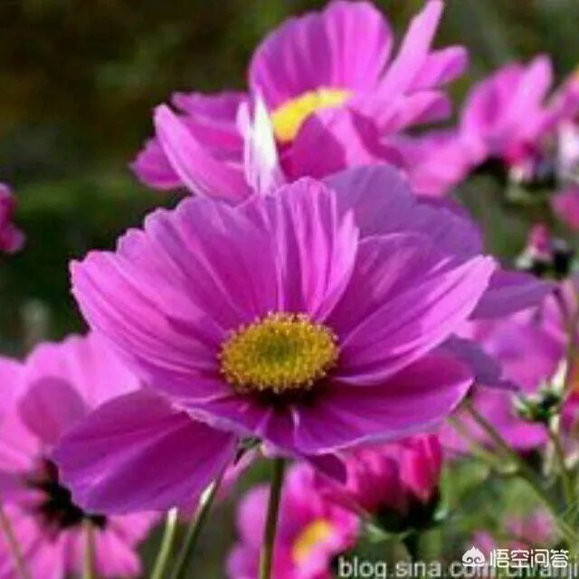 人生最后高加林娶了谁