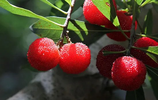 温州有哪些特产