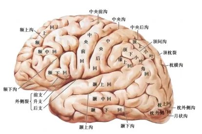 大脑构成知识结构图