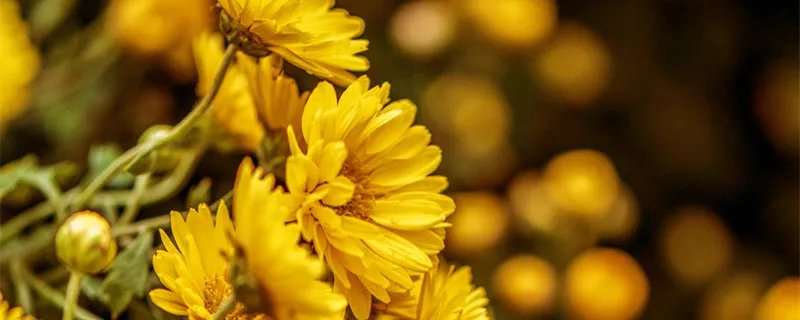 送菊花代表什么意思 菊花象征着什么