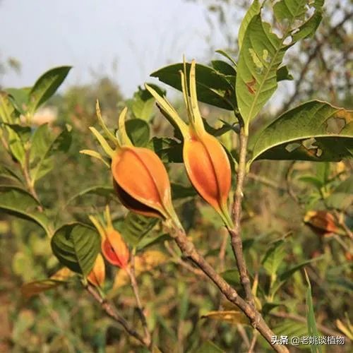 栀子和黄栀子有什么区别