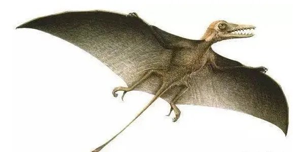 恐龙的名字和特征有哪些？