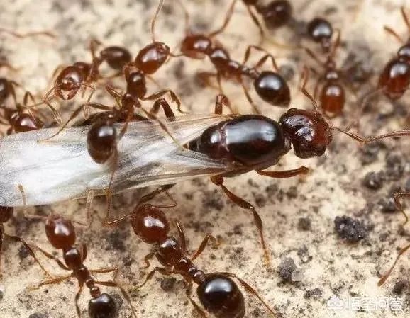 红火蚁出没赣州，政府发布紧急疫情，这是怎么回事，怎么辨别红火蚁？